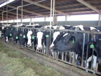 Legislator’s bills target CAFOs