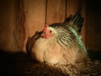 Grassley, Ernst urge hearing on federal response to HPAI H5N2